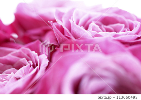 日の射す窓辺 花瓶に活けられたピンクのバラの花束 113060495