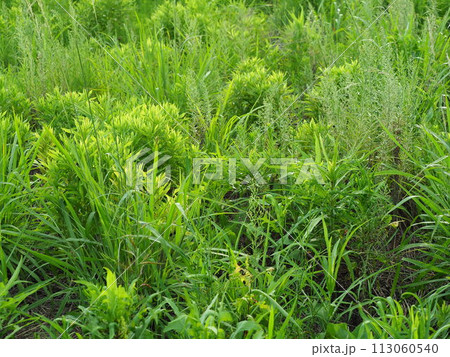 空き地 荒地 雑草 土地 vacant lot 空き地 荒地 雑草 土地 vacant lot 113060540