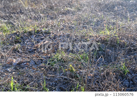 空き地 荒地 雑草 土地 vacant lot 空き地 荒地 雑草 土地 vacant lot 113060576