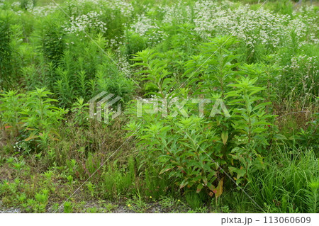 空き地 荒地 雑草 土地 vacant lot 空き地 荒地 雑草 土地 vacant lot 113060609