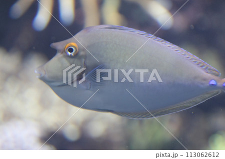 Kurznasen-Doktorfisch  bluespine unicornfish  (Naso unicornis) 113062612