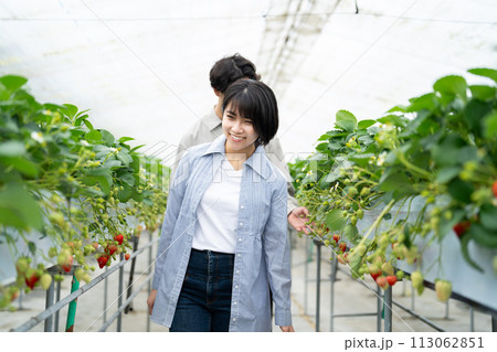 イチゴ摘みを楽しむ若い男女 113062851