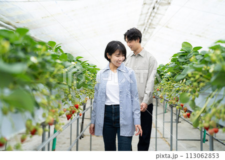 イチゴ摘みを楽しむ若い男女 イチゴ摘みを楽しむ若い男女 113062853