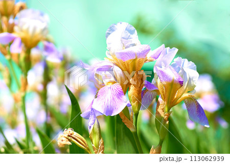 Charming delicate yellow lilac Iris Bearded flower in city green park 113062939
