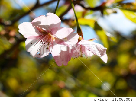 春の陽ざしを浴びて生き生きと咲く ピンク色のさくらの花 春の陽ざしを浴びて生き生きと咲く ピンク色のさくらの花 113063005