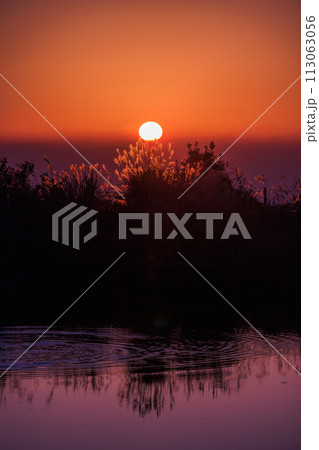 沈む夕日に照らされるススキと水面に映る夕日 沈む夕日に照らされるススキと水面に映る夕日 113063056