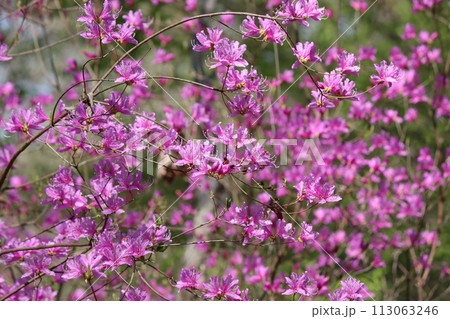 ひときわ鮮やかな色で目を引くミツバツツジー四 ひときわ鮮やかな色で目を引くミツバツツジー四 113063246