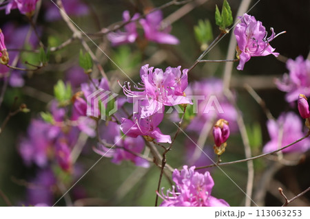 早春の雑木林が華やかになる紅紫色 113063253