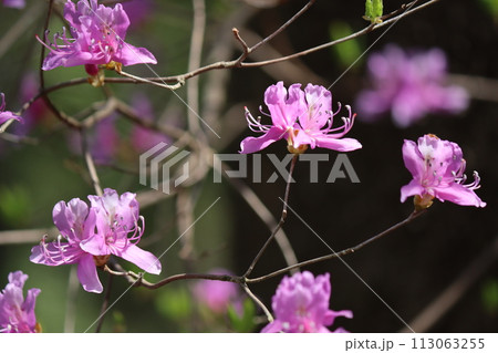 早春の雑木林が華やかになる紅紫色ー弐 113063255