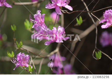 早春の雑木林が華やかになる紅紫色ー参 113063256