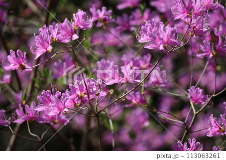 早春の雑木林が華やかになる紅紫色ー八 113063261