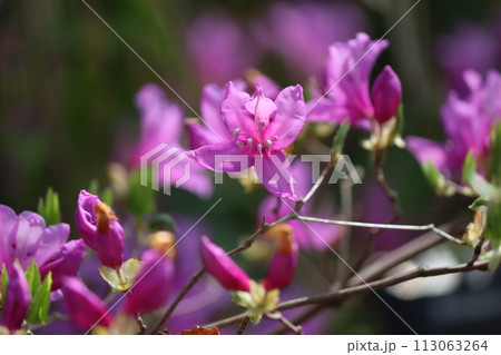 朝の光がミツバツツジの花を引き立てる 朝の光がミツバツツジの花を引き立てる 113063264