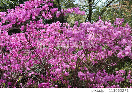 朝の光がミツバツツジの花を引き立てるー七 113063271