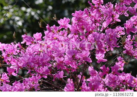 朝の光がミツバツツジの花を引き立てるー八 113063272