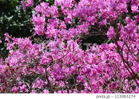 朝の光がミツバツツジの花を引き立てるー拾 朝の光がミツバツツジの花を引き立てるー拾 113063274