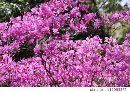 春は花を秋は紅葉を楽しめるミツバツツジ 春は花を秋は紅葉を楽しめるミツバツツジ 113063275