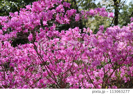 春は花を秋は紅葉を楽しめるミツバツツジー弐 113063277