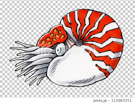 オウムガイ 113063351