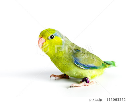 Forpus parrot bird on the white background 113063352