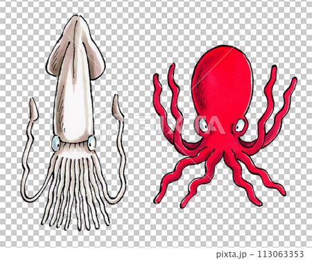 魷魚和章魚 113063353