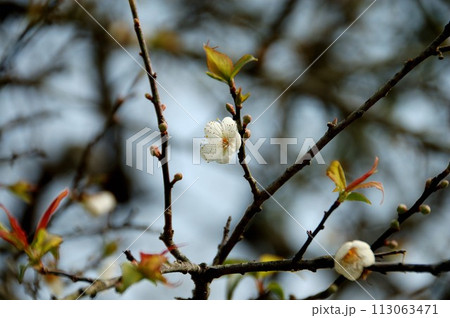 台湾 南投 113063471