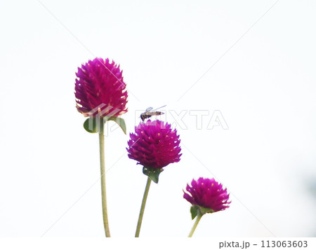 センニチコウとホソヒラタアブ 113063603