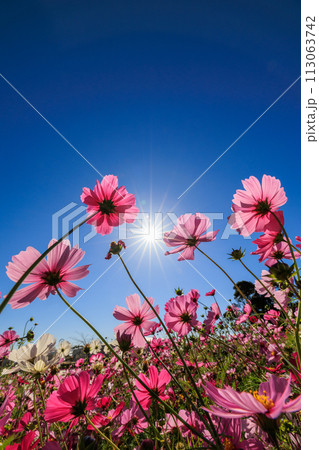 青空に映えるコスモス 青空に映えるコスモス 113063742