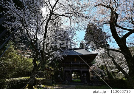 桜咲く春の文保寺 桜咲く春の文保寺 113063759