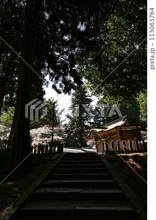 桜咲く春の文保寺 113063764