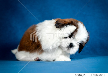 White and gold Shih Tzu puppy plays with his front paws on a blue background 113063835
