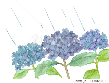水彩で描いた紫陽花と雨 水彩で描いた紫陽花と雨 113064002