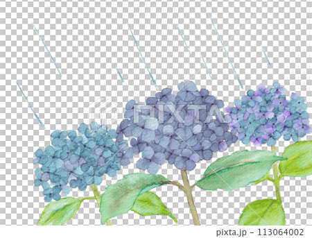 水彩で描いた紫陽花と雨 水彩で描いた紫陽花と雨 113064002