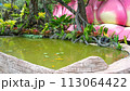 beautiful lotus flower in pond 113064422
