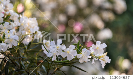 White Oleander Flowers Amidst Verdant Green Leaves 113064627