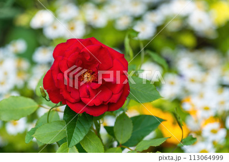 Beautiful red rose in the park 113064999