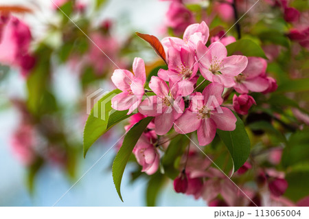 Beautiful pink apple tree flowers in the garden 113065004