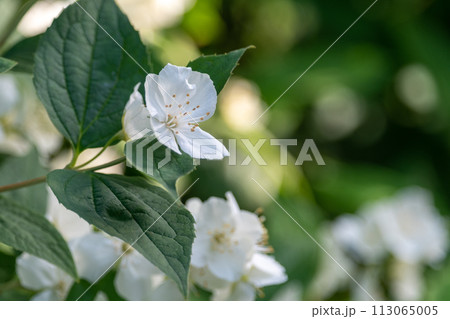 White jasmine in the garden 113065005