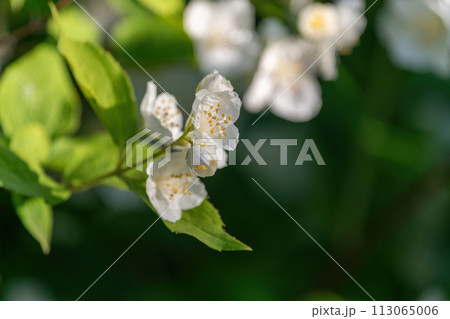 White flower in the garden 113065006