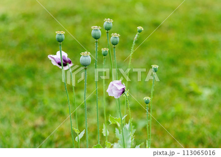 Purple poppies in garden Purple poppies in garden 113065016