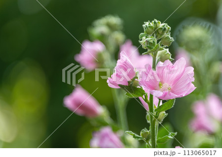 Background image of the pink flowers 113065017