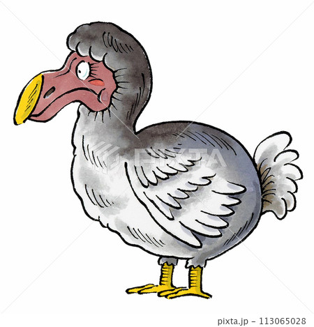 ドードー ドードー 113065028