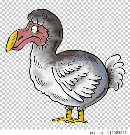 ドードー ドードー 113065028