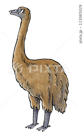 ジャイアントモア 113065029