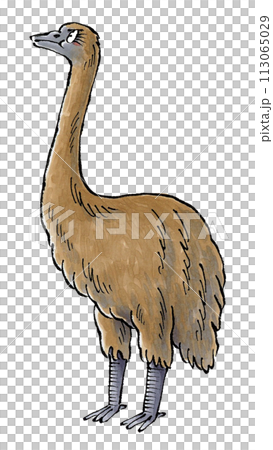 ジャイアントモア 113065029