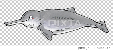 ヨウスコウカワイルカ 113065037