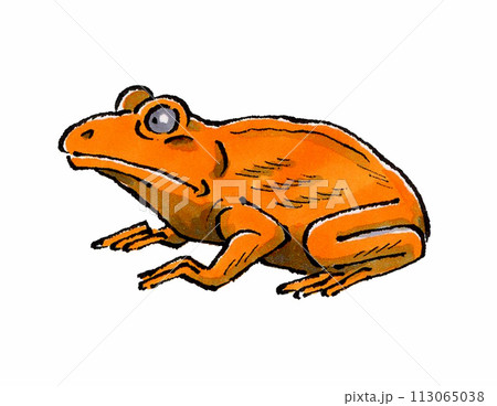 オレンジヒキガエル オレンジヒキガエル 113065038