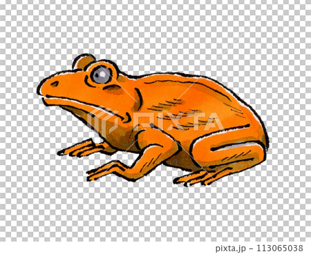 オレンジヒキガエル オレンジヒキガエル 113065038