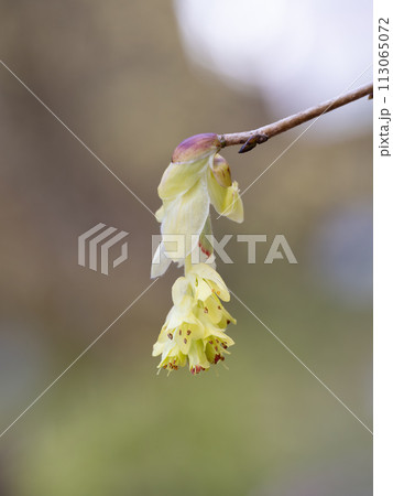 春に咲く美しいトサミズキ 113065072