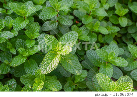 植物 工場 プランツ 113065074