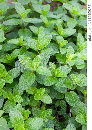 植物 工場 プランツ 113065077